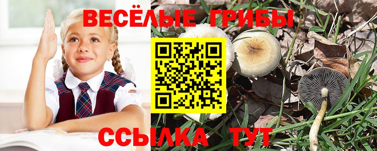 Псилоцибиновые грибы GOLDEN TEACHER  Вход с VPN  Орск 
